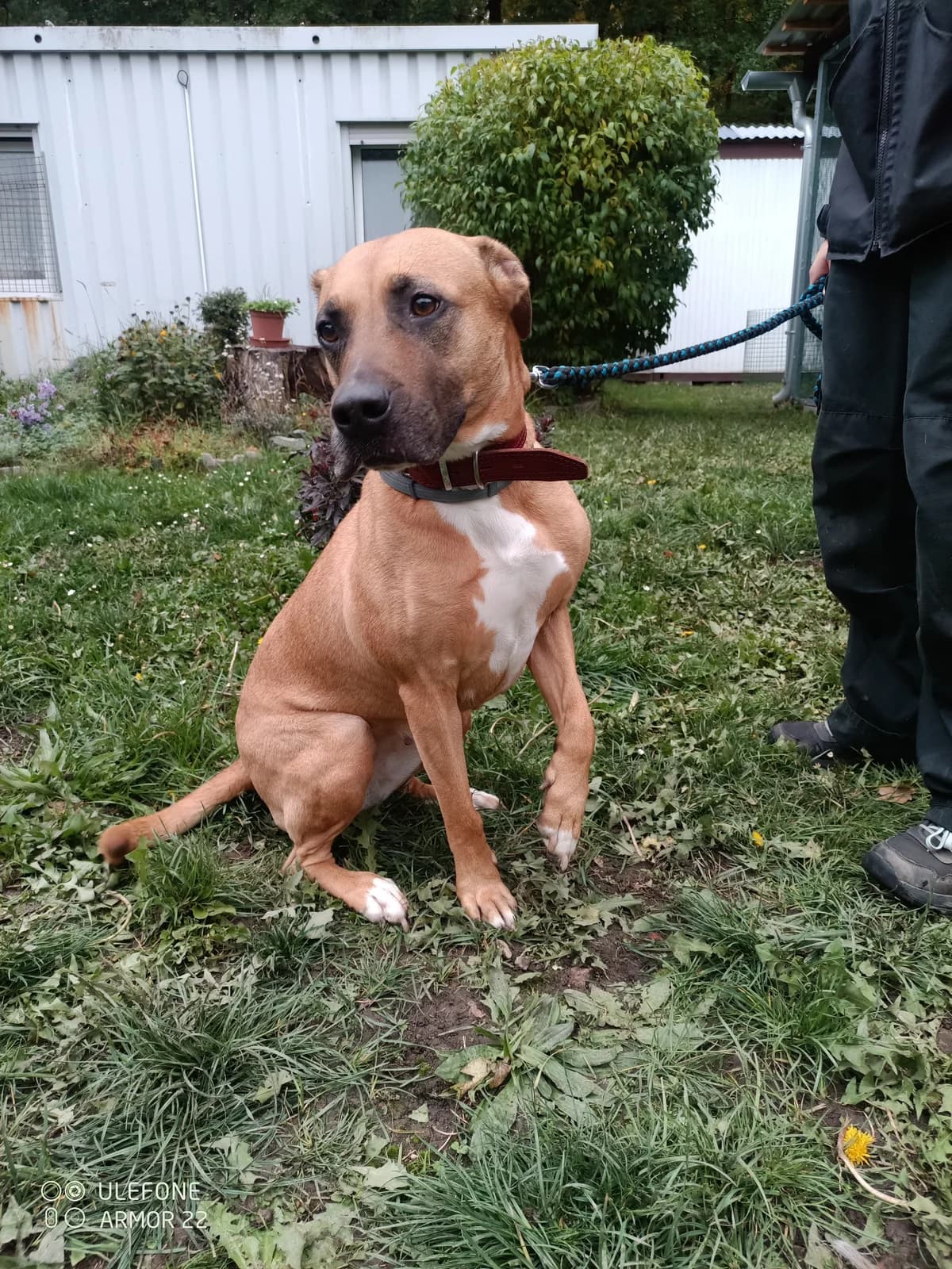 18268 Samanta, female 6yo Mixed Breed for adoption at Útulek pro zvířata v nouzi Plzeň, Plzeň