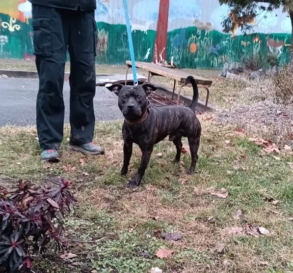 18334 Ruff, male 5yo Mixed Breed for adoption at Útulek pro zvířata v nouzi Plzeň, Plzeň