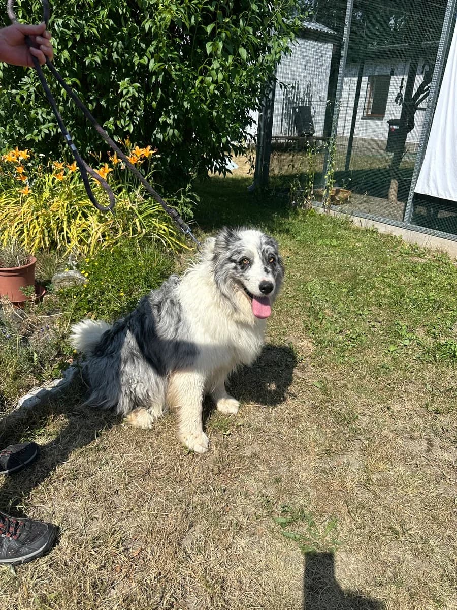 18418 Stela, female 5yo Mixed Breed for adoption at Útulek pro zvířata v nouzi Plzeň, Plzeň