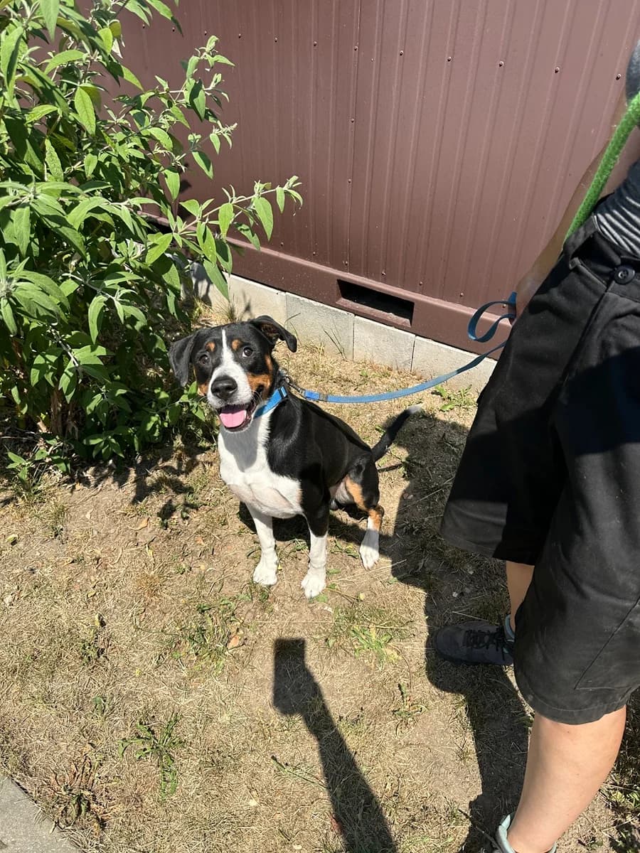 18421 Bad, male 3yo Mixed Breed for adoption at Útulek pro zvířata v nouzi Plzeň, Plzeň