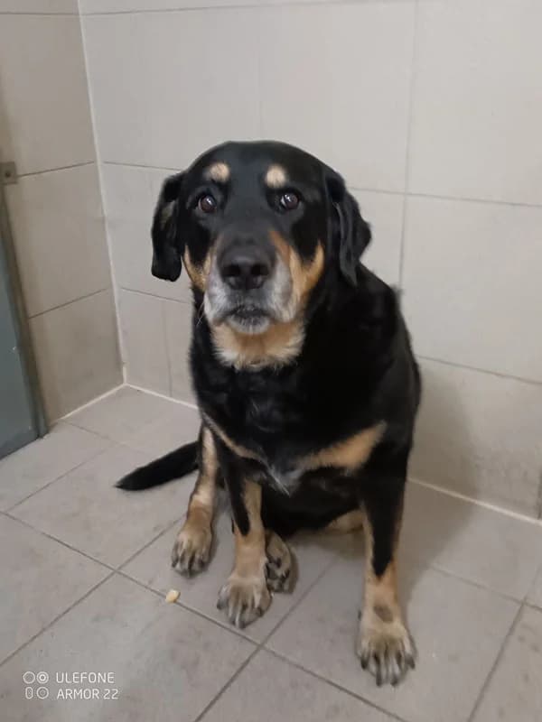 18462 Štaflík, male senior Mixed Breed for adoption at Útulek pro zvířata v nouzi Plzeň, Plzeň