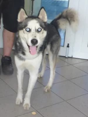 Sibiřský Hasky, male 4yo Akita for adoption at Útulek pro opuštěná zvířata Prahy, Praha-Dolní Měcholupy