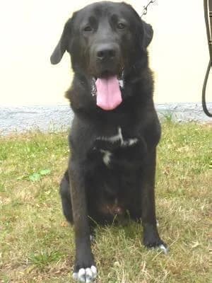 Kříženec, male 5yo Akita for adoption at Útulek pro opuštěná zvířata Prahy, Praha-Dolní Měcholupy