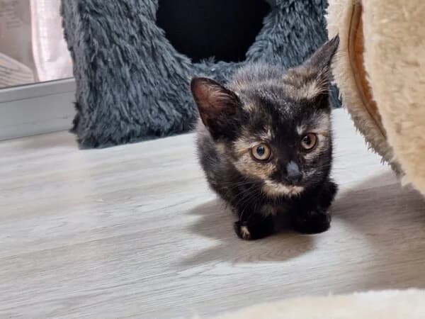 Minneapolis (Minnie), female 3yo Mixed Breed for adoption at Kočičí Útulna Sissi (Praha), Praha