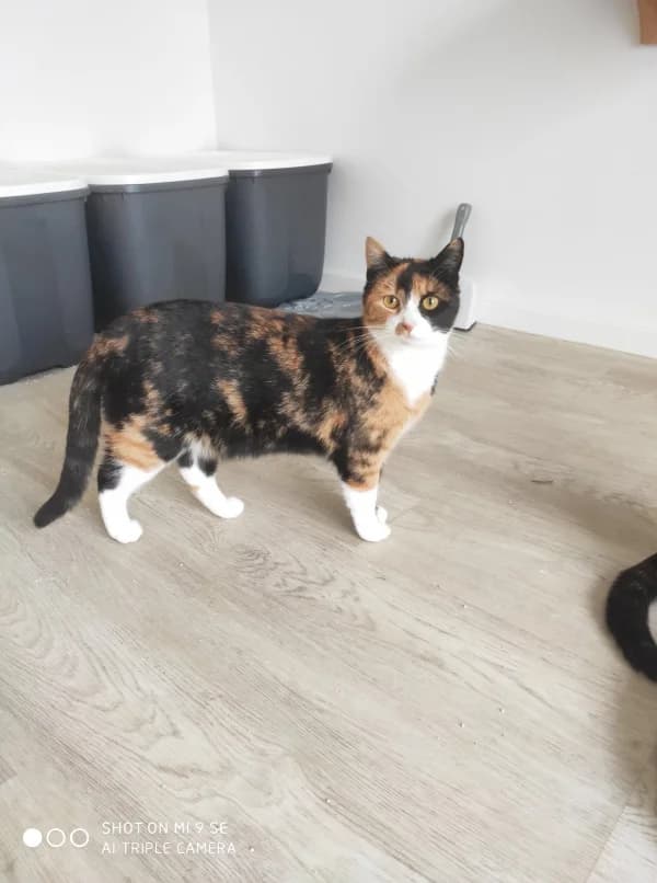 Regina, female 3yo Mixed Breed for adoption at Kočičí Útulna Sissi (Praha), Praha