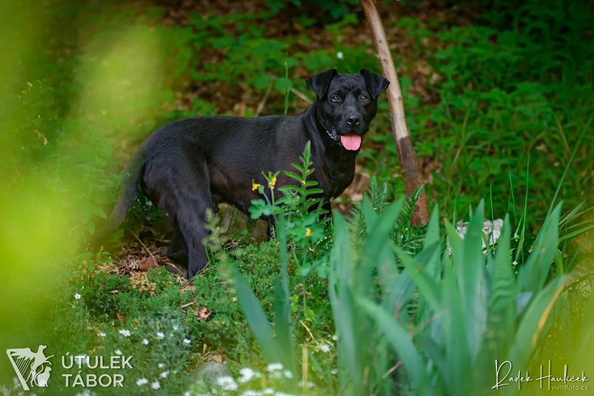 Coal, male 3yo Labrador Retriever for adoption at Útulek Tábor