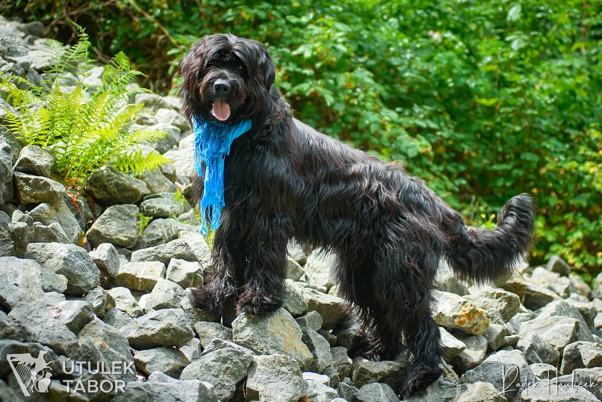 MANNY HLEDÁ DOMOV, male young mixed breed for adoption at Útulek Tábor