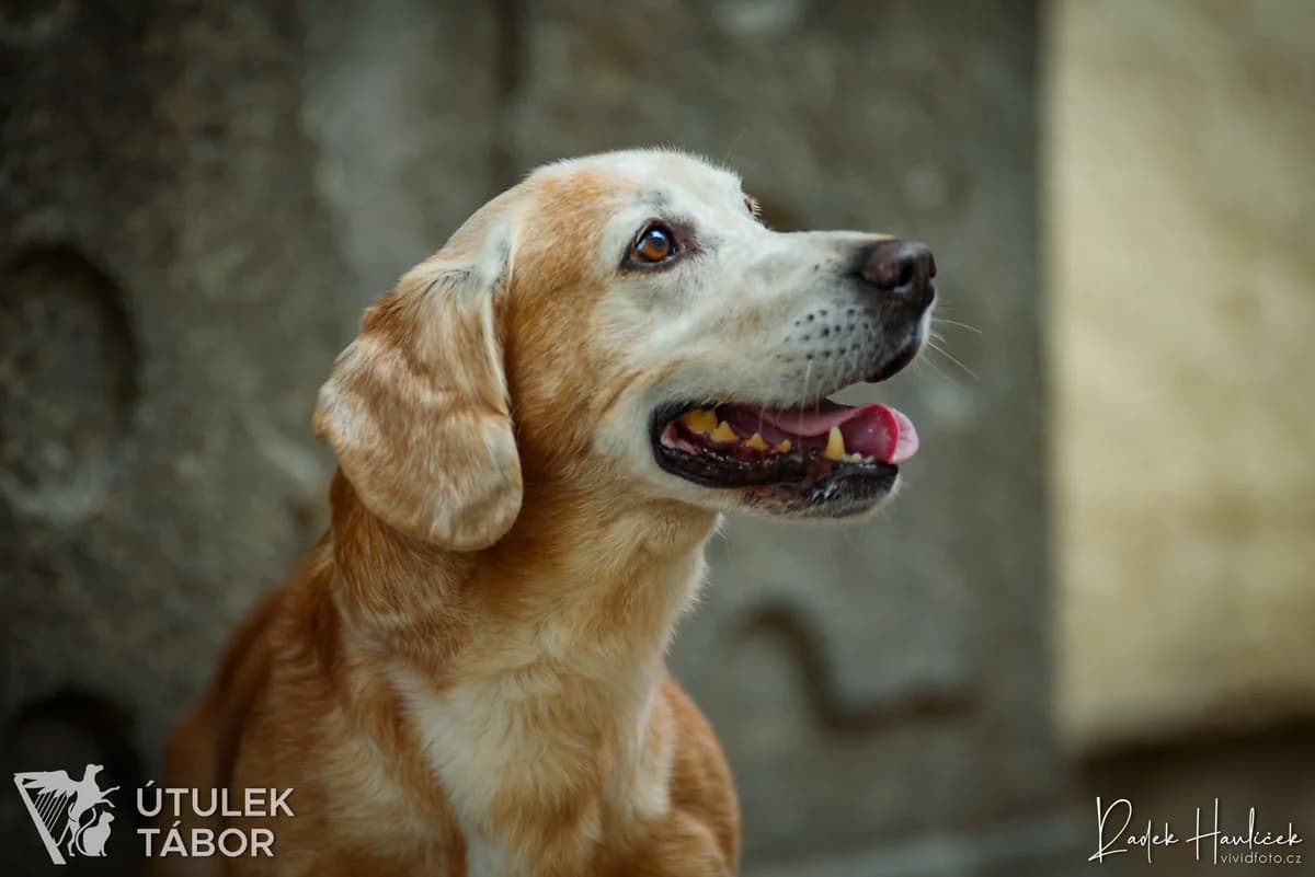Nestor, male senior Labrador Retriever for adoption at Útulek Tábor