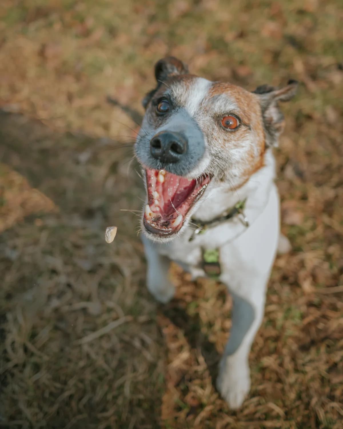 Muffinek ♥ prostě russellík, male senior Jack Russell Terrier for adoption at Útulek Tábor