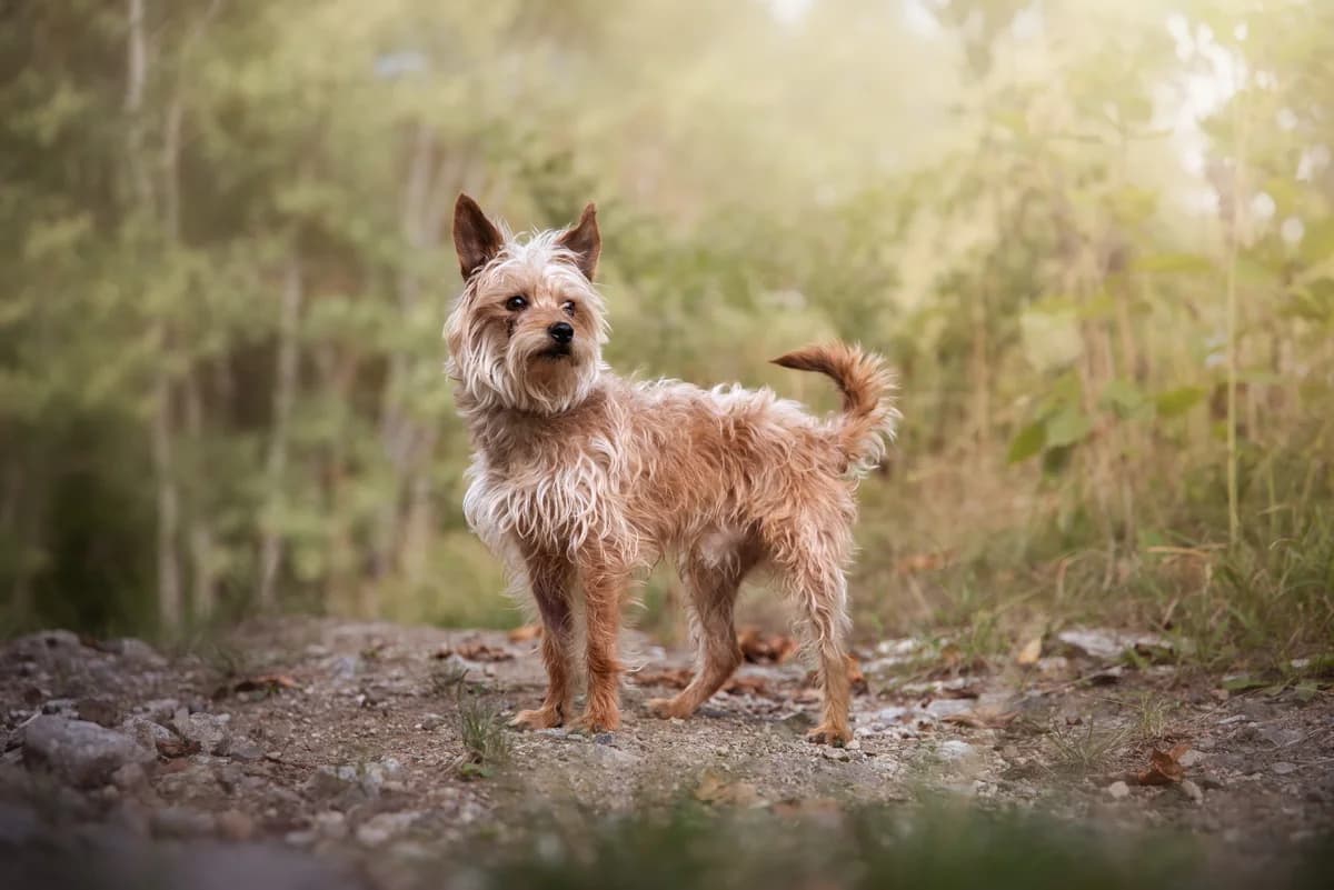 JERRY, male 5yo Yorkshire Terrier for adoption at Útulek Tachov (U Šmudliny), Tachov-Tachov 1