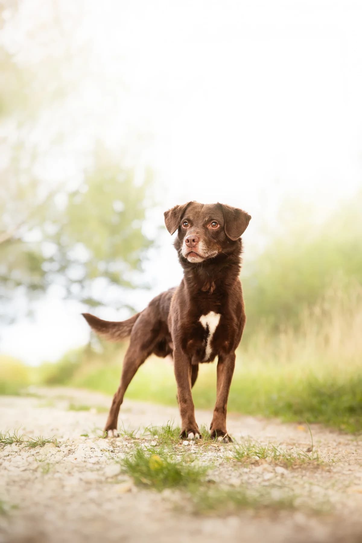 ŠŤOVÍK, male 5yo mixed breed for adoption at Útulek Tachov (U Šmudliny), Tachov-Tachov 1