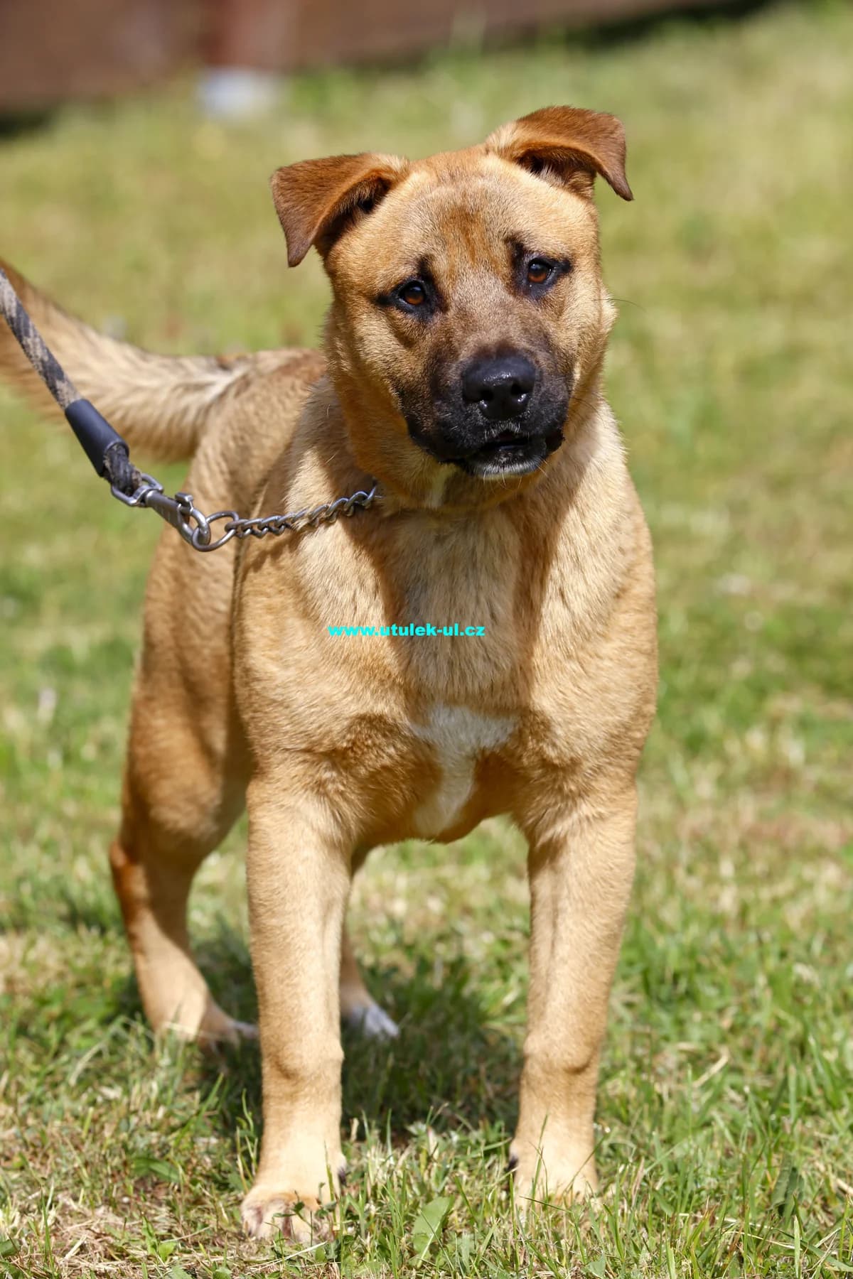 Rocco, male puppy mixed breed for adoption at Centrum pro zvířata v nouzi Ústí nad Labem, 400 11 Ústí nad Labem-město