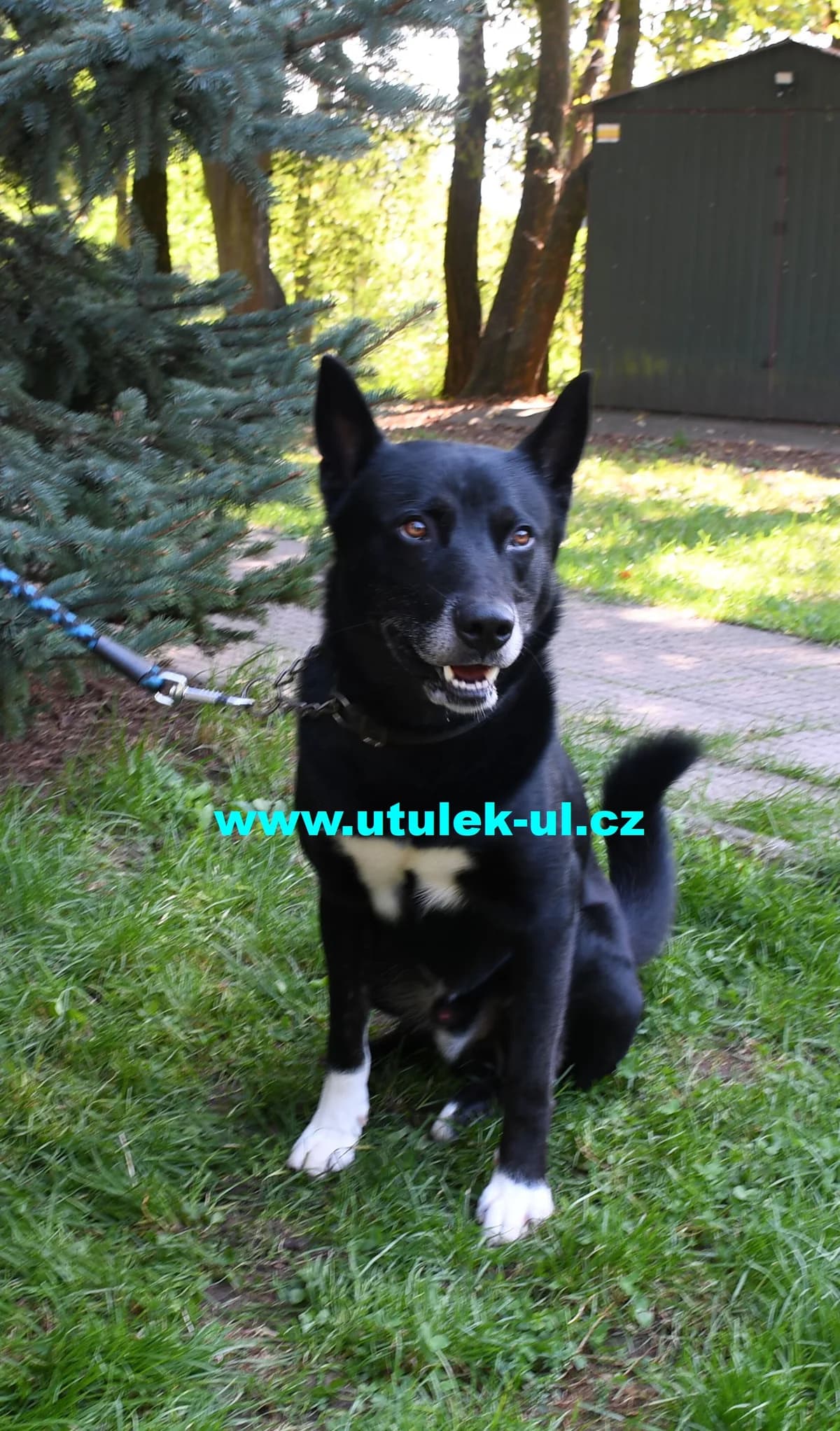 Clif, černá s bílou náprsenkou a ponožkami male puppy Husky for adoption at Centrum pro zvířata v nouzi Ústí nad Labem, 400 11 Ústí nad Labem-město