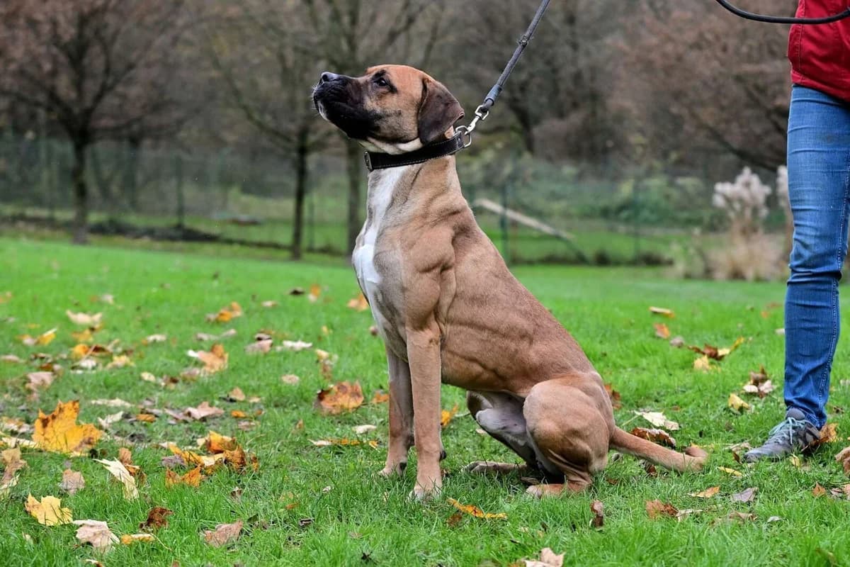 Bery, 3yo Rhodesian Ridgeback for adoption at Útulek Zlín-Vršava, Zlín-Zlín 12