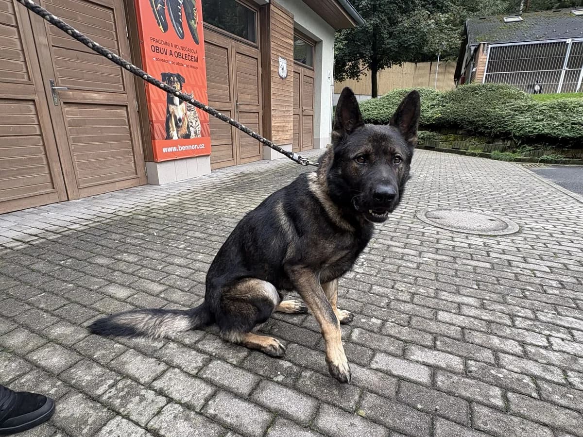 Argo, male 4yo mixed breed for adoption at Útulek Zlín-Vršava, Zlín-Zlín 12