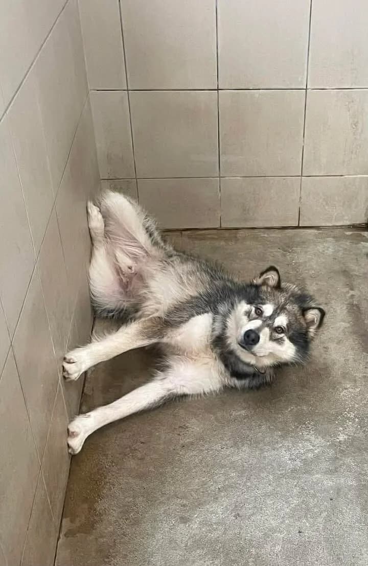 Arny, 7yo mixed breed for adoption at Útulek Zlín-Vršava, Zlín-Zlín 12