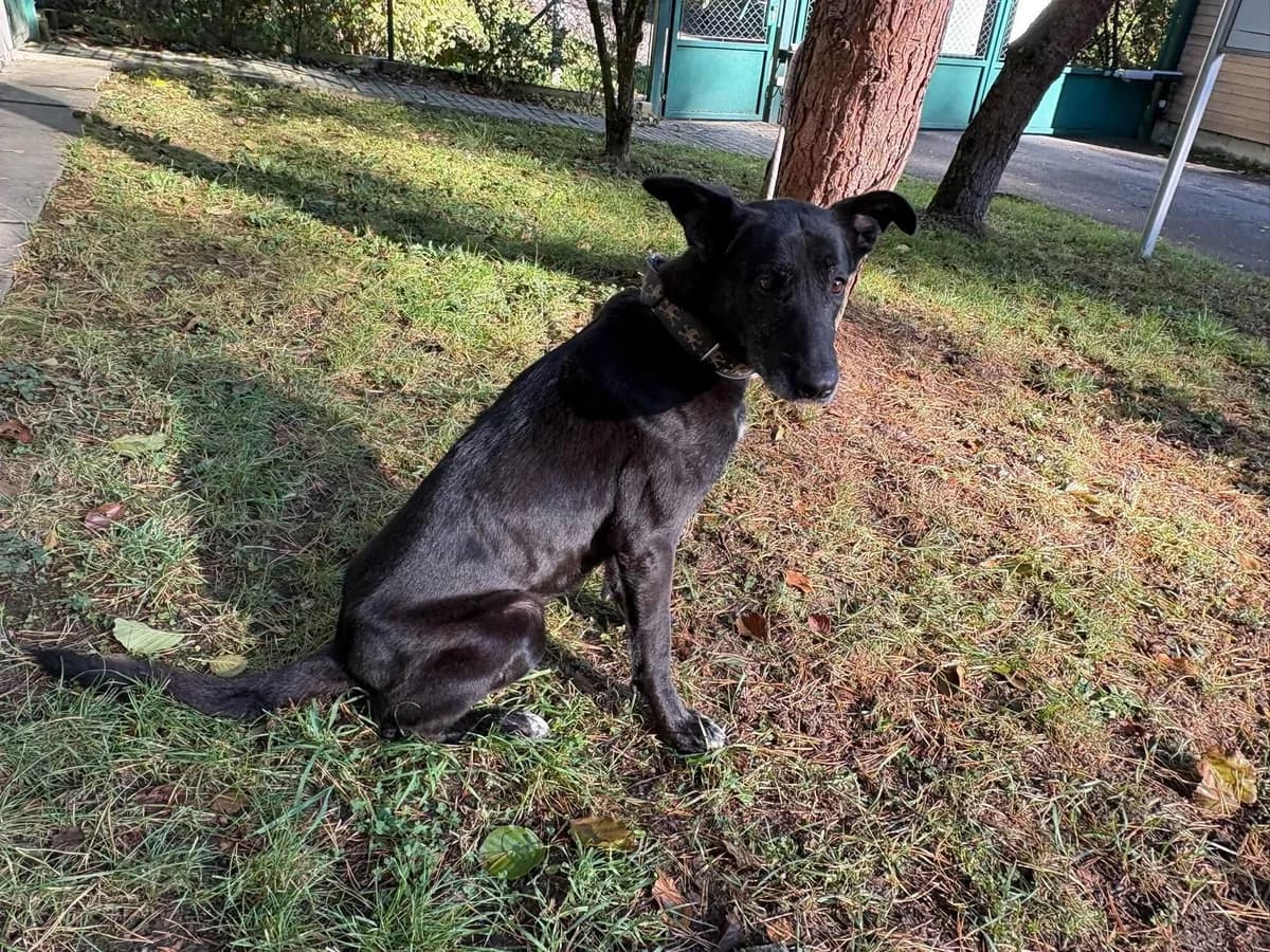 Beckie, female mixed breed for adoption at Útulek Zlín-Vršava, Zlín-Zlín 12