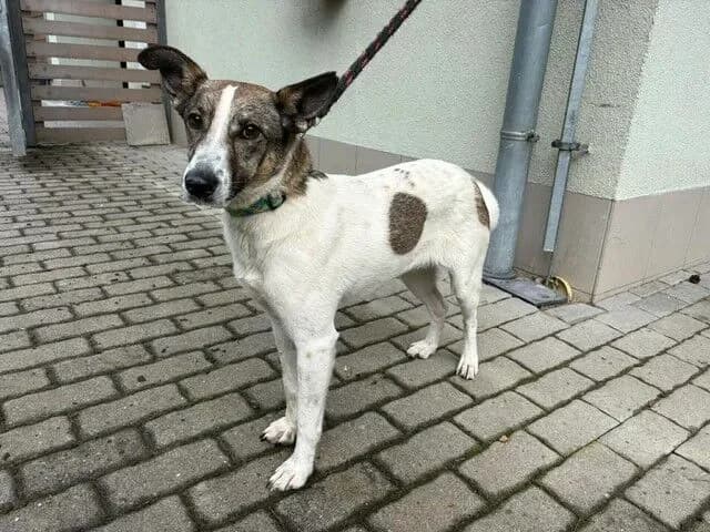 Bety II, female 4yo mixed breed for adoption at Útulek Zlín-Vršava, Zlín-Zlín 12