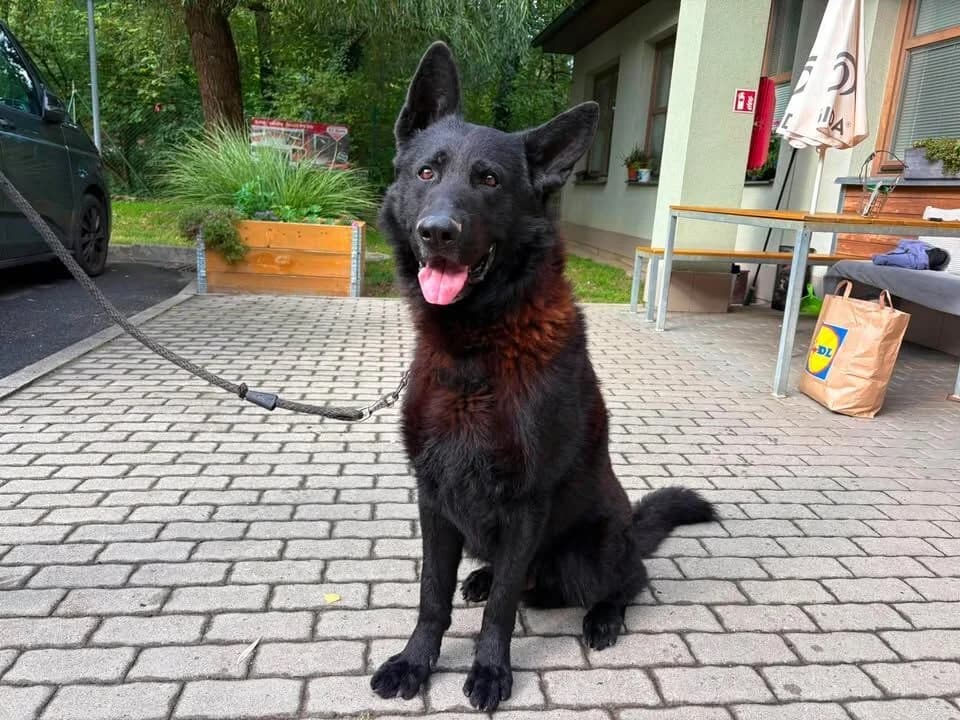 Black, male 4yo mixed breed for adoption at Útulek Zlín-Vršava, Zlín-Zlín 12