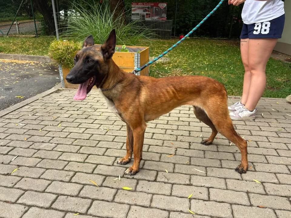 Dara, 5yo Belgian Malinois for adoption at Útulek Zlín-Vršava, Zlín-Zlín 12