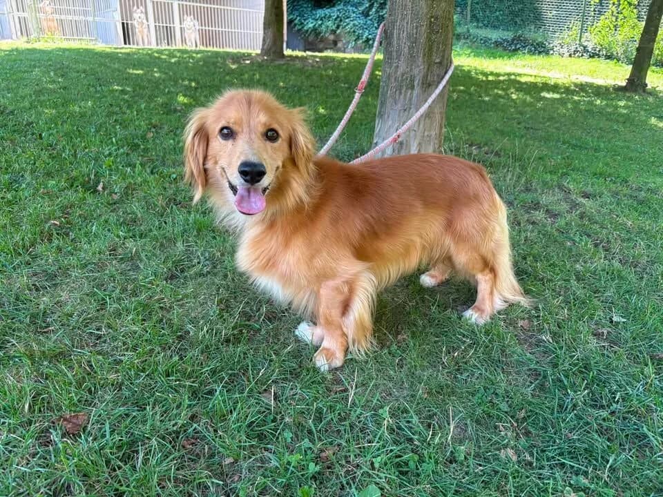 Dixi, male 4yo mixed breed for adoption at Útulek Zlín-Vršava, Zlín-Zlín 12