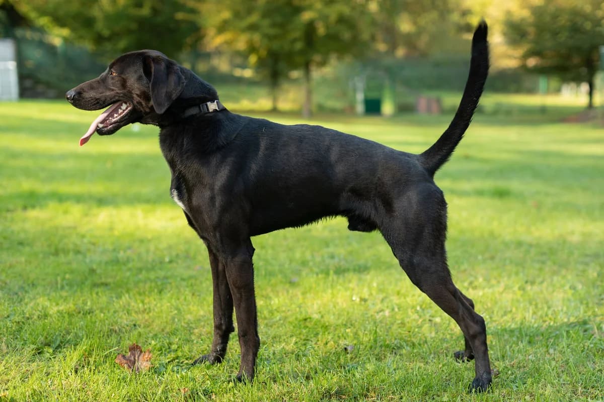 Jimmy, male senior mixed breed for adoption at Útulek Zlín-Vršava, Zlín-Zlín 12