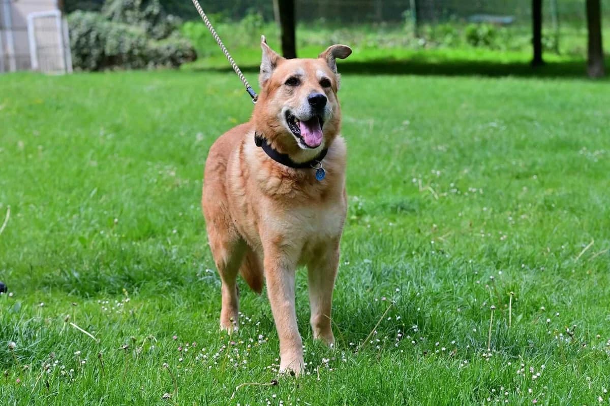 Laďa, senior mixed breed for adoption at Útulek Zlín-Vršava, Zlín-Zlín 12