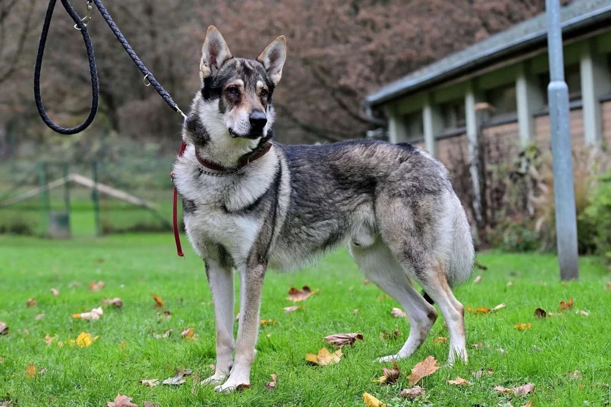 Largo, male 5yo mixed breed for adoption at Útulek Zlín-Vršava, Zlín-Zlín 12