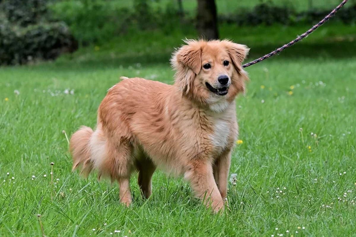 Lola, female 3yo mixed breed for adoption at Útulek Zlín-Vršava, Zlín-Zlín 12