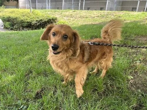 Max_jezeva, male 7yo mixed breed for adoption at Útulek Zlín-Vršava, Zlín-Zlín 12