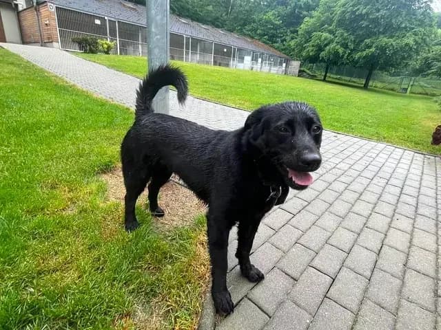 Miki, female 3yo Labrador Retriever for adoption at Útulek Zlín-Vršava, Zlín-Zlín 12