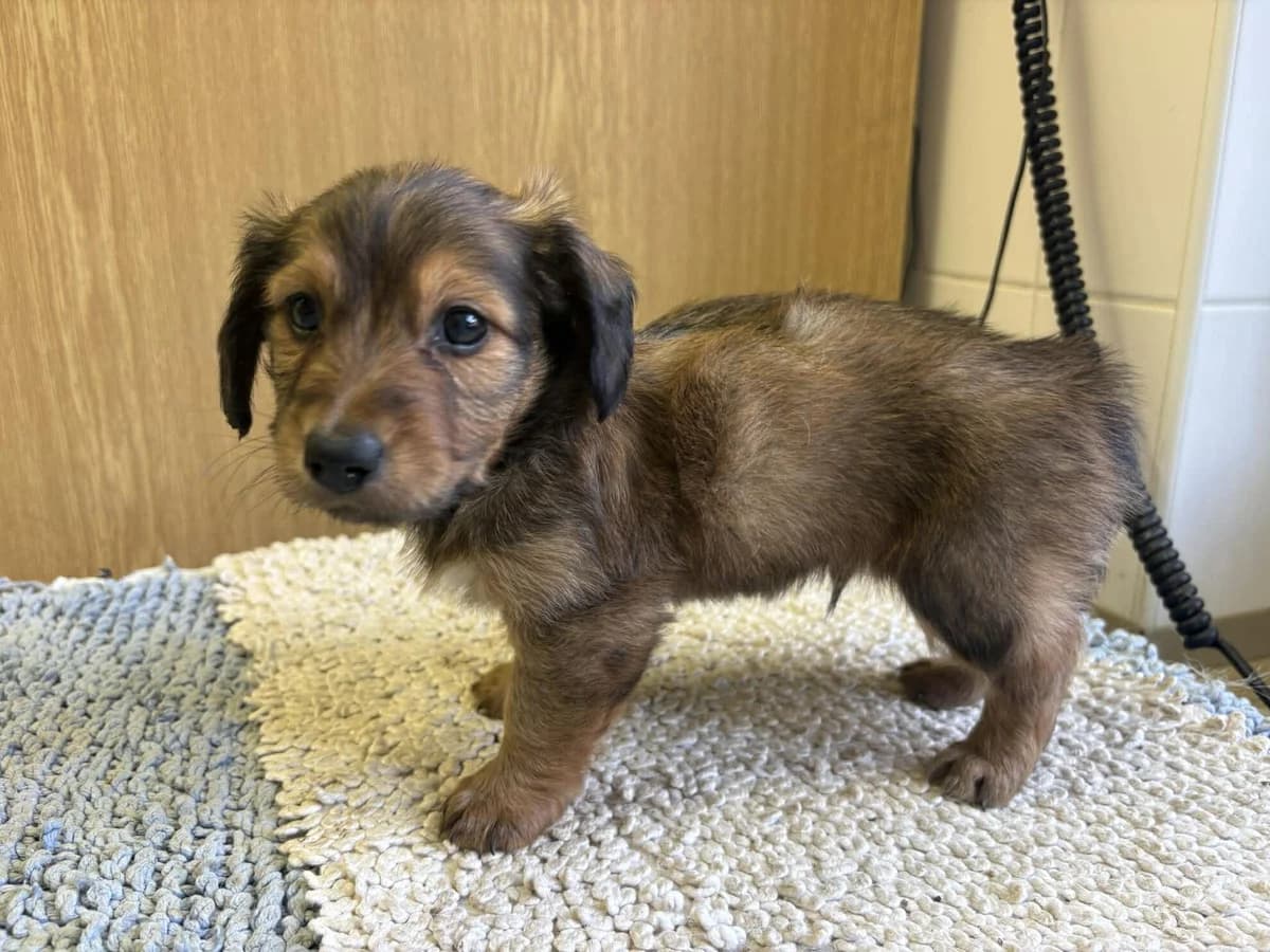 Oskárek, puppy mixed breed for adoption at Útulek Zlín-Vršava, Zlín-Zlín 12