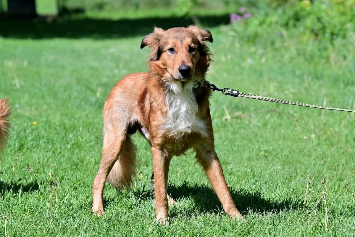 Vinca, female young mixed breed for adoption at Útulek Zlín-Vršava, Zlín-Zlín 12