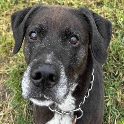 Diego, male senior Mixed Breed for adoption at Útulek Kroměříž – Čápka, Kroměříž-Kroměříž 1