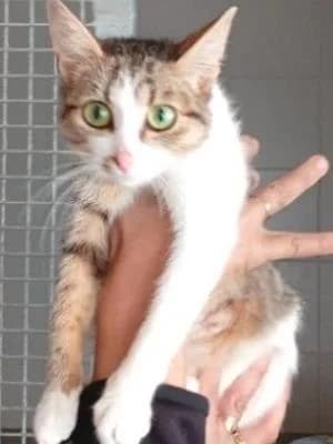 Olga, young Mixed Breed for adoption at Útulek Kroměříž – Čápka, Kroměříž-Kroměříž 1