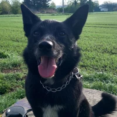 Bárt, male 4yo Mixed Breed for adoption at Útulek Kroměříž – Čápka, 767 01 Kroměříž-Kroměříž 1