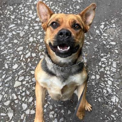 Porta, female 3yo Mixed Breed for adoption at Útulek Kroměříž – Čápka, Kroměříž-Kroměříž 1