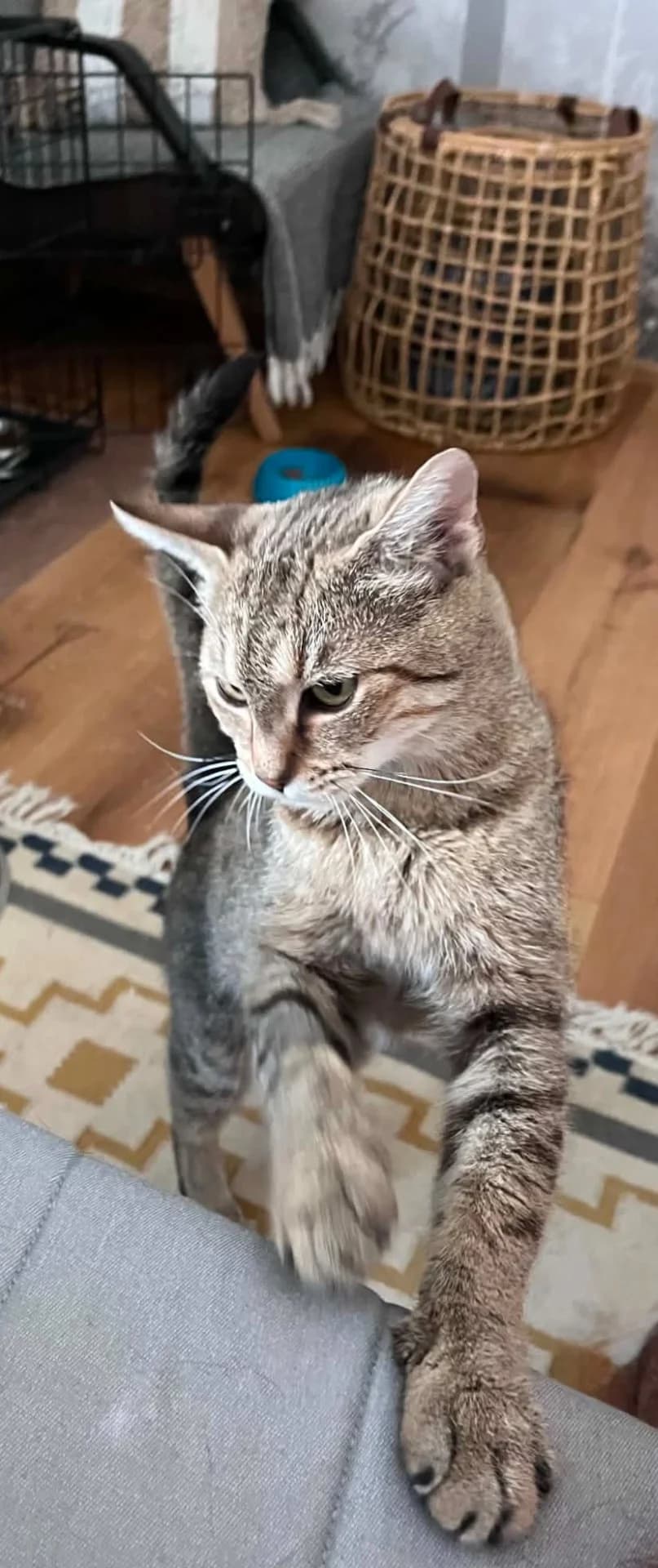 Salome, female Mixed Breed for adoption at Útulek Tibet
