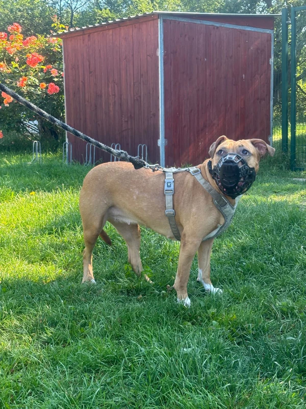 Adoptuj si Bessy, female 4yo mixed breed for adoption at Voříškov