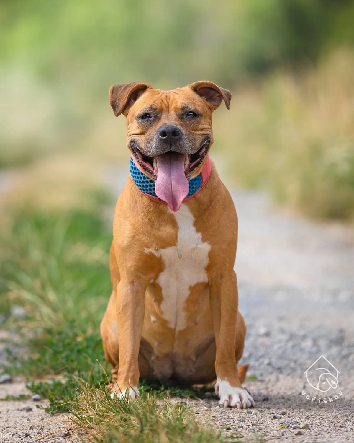 Adoptuj si Bessy, female 4yo mixed breed for adoption at Voříškov