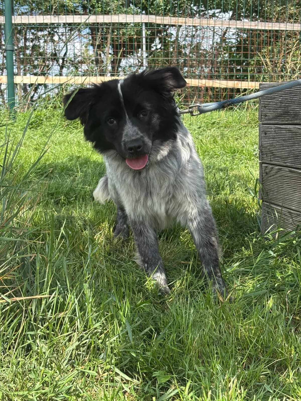 Adoptuj si Dortíka, young mixed breed for adoption at Voříškov