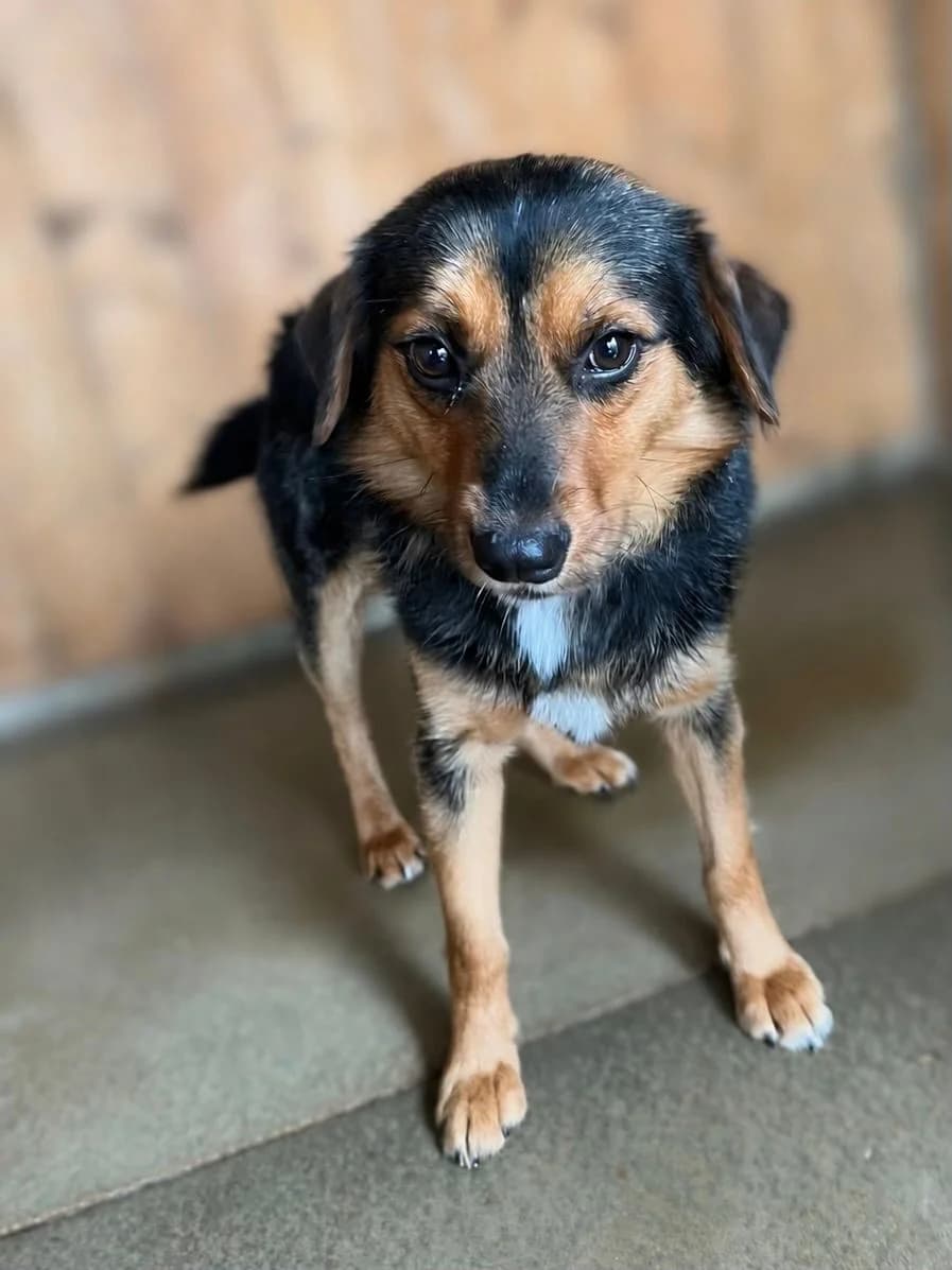 Adoptuj si Pudinga, young mixed breed for adoption at Voříškov