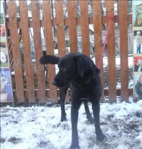 Sargon, young Mixed Breed for adoption at ZO ČSOP TOS záchranná stanice Tachov