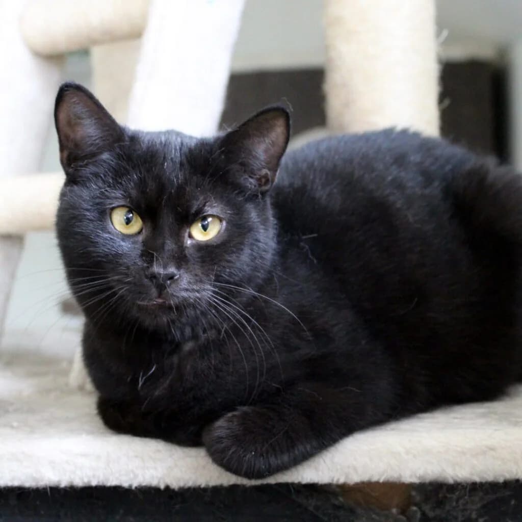Black, male Mixed Breed for adoption at Zatoulané štěstí