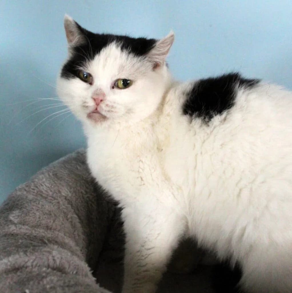Brittany, female 3yo Mixed Breed for adoption at Zatoulané štěstí