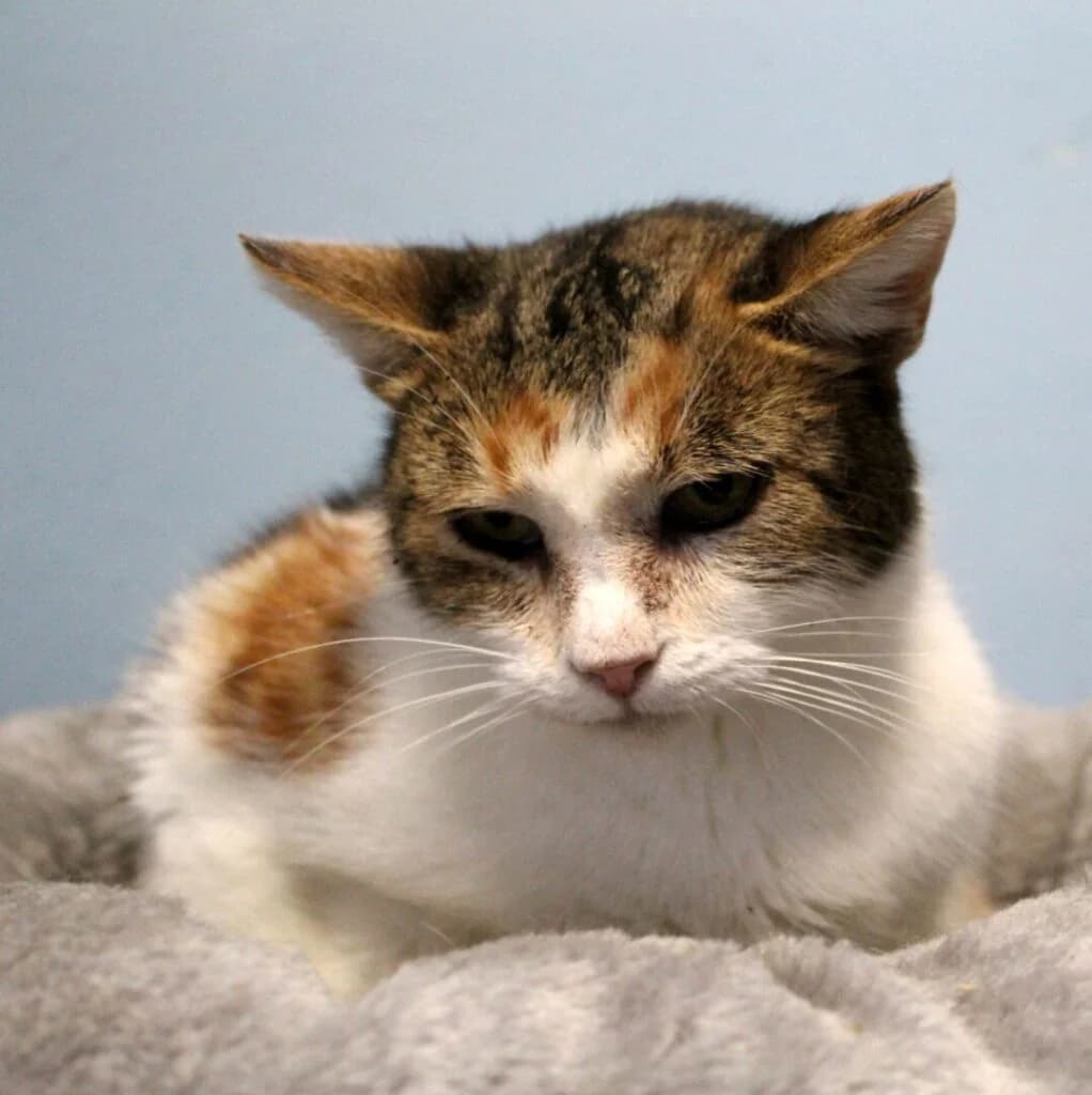 Dája, female 4yo Mixed Breed for adoption at Zatoulané štěstí