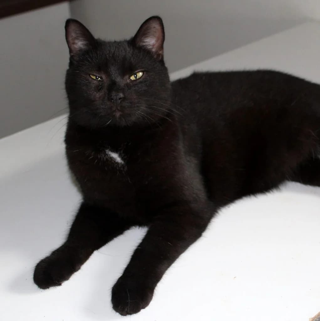 Harry Potter, male Mixed Breed for adoption at Zatoulané štěstí