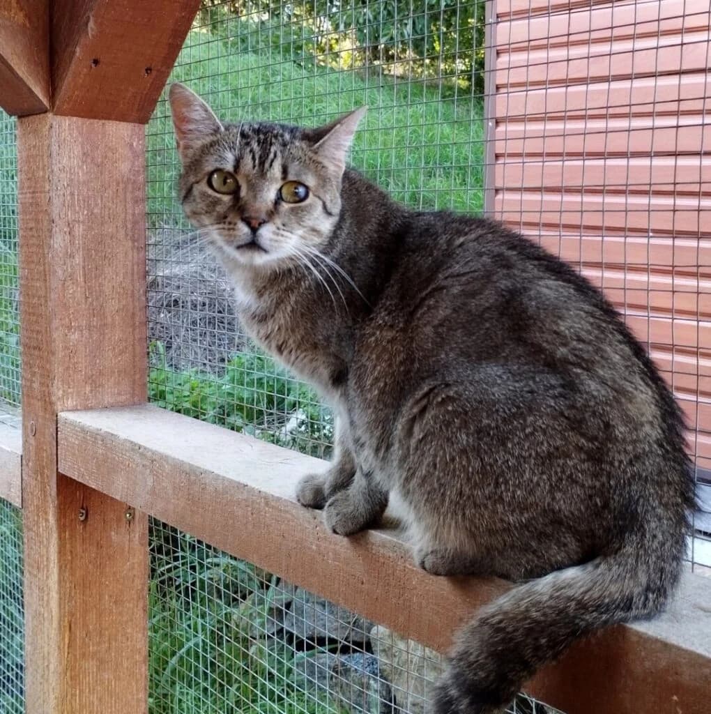 Majda, female 4yo Mixed Breed for adoption at Zatoulané štěstí