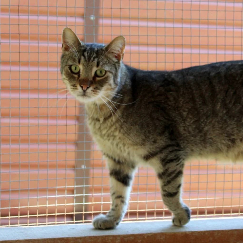 Mat, 3yo Mixed Breed for adoption at Zatoulané štěstí