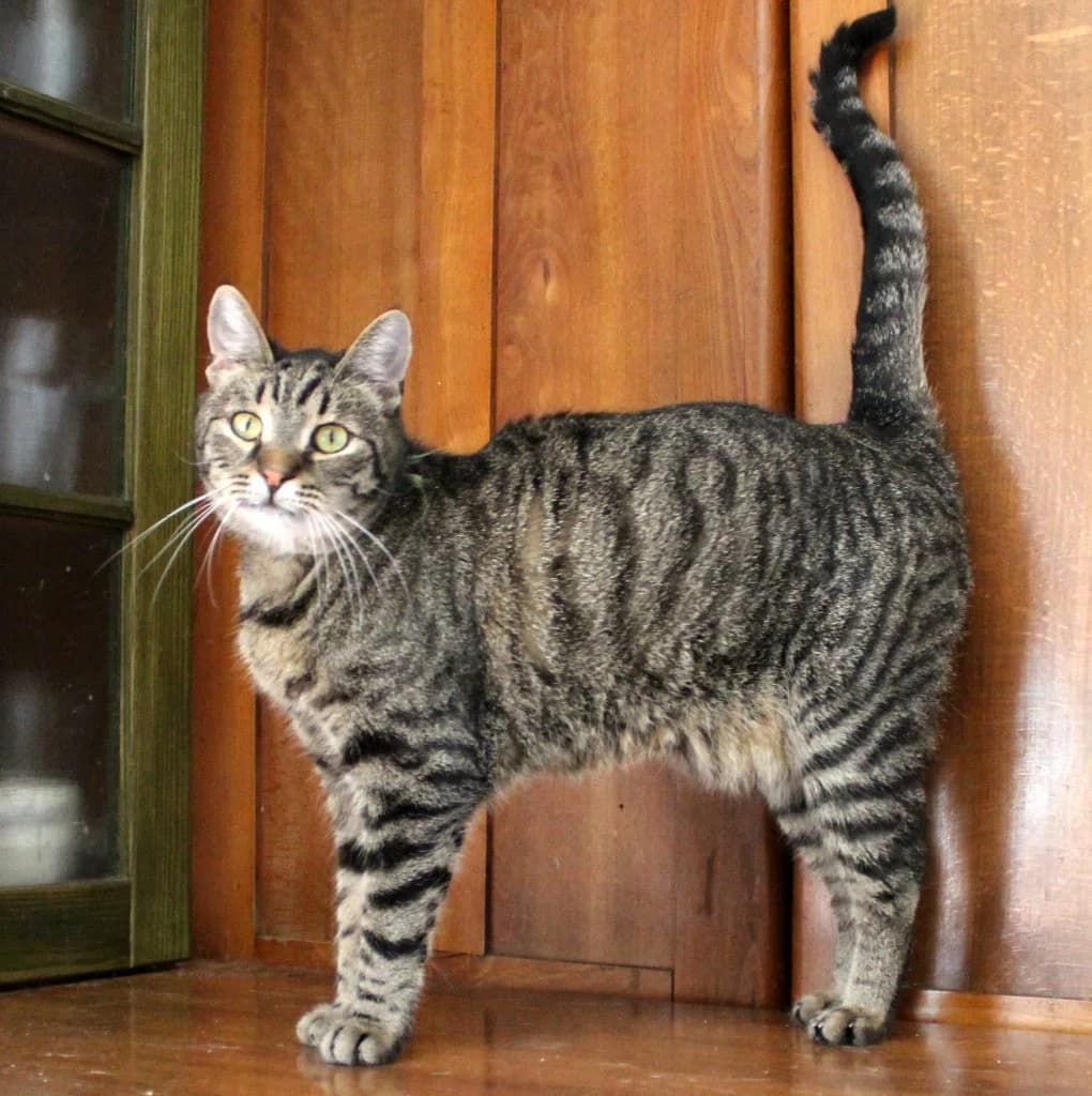 Murísek, male Mixed Breed for adoption at Zatoulané štěstí